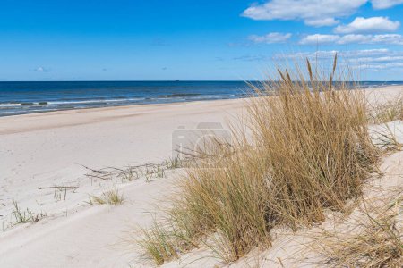 Beautiful sandy beach with dry and yellow grass, reeds, stalks blowing in the wind, blue sea with waves on the Baltic Sea in Palanga, Klaipeda, Lithuania