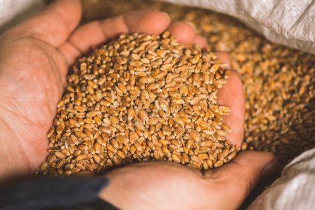 Foto de Granos de trigo en manos de un agricultor escondidos en un saco, alimentos o granos para el pan, concepto de crisis de hambre global debido a la guerra, de cerca - Imagen libre de derechos