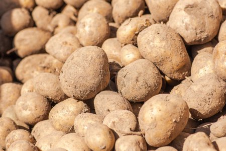 Fresh organic potatoes stand out among many large background potatoes in a field. Heap of potatoes root. Close-up potatoes texture. Macro potato