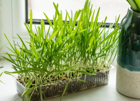 Green cat grass growing in a plastic vase on a window sill
