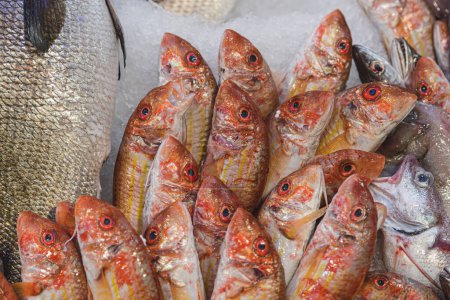 Fresh goatfish, red mullets or surmullets lying on the ice in a fish shop or market