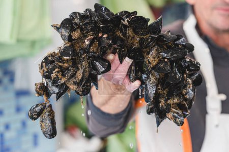 Fresh raw black mussels mollusk in the hand of the seller in a local fish shop or market for selling, sea fruits, sushi, close up