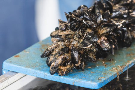 Fresh raw black mussels mollusk in a local fish shop or market for selling, sea fruits, sushi, close up