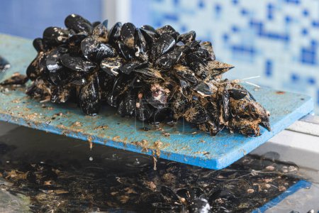 Fresh raw black mussels mollusk in a local fish shop or market for selling, sea fruits, sushi, close up