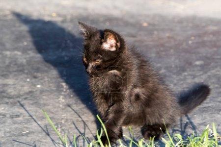 Téléchargez les photos : Le chat est un petit mammifère carnivore domestiqué avec une fourrure douce, un museau court et des griffes rétractables. Il est largement conservé comme animal de compagnie ou pour attraper des souris et il existe de nombreuses races - en image libre de droit