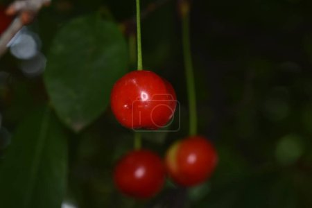 Foto de La cereza es el fruto comestible del cerezo. Es un fruto carnoso con una piedra, de forma esférica, generalmente de color rojo más o menos oscuro a negro, las cerezas se cosechan de mayo a agosto - Imagen libre de derechos