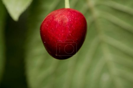 Foto de La cereza es el fruto comestible del cerezo. Es un fruto carnoso con una piedra, de forma esférica, generalmente de color rojo más o menos oscuro a negro, las cerezas se cosechan de mayo a agosto - Imagen libre de derechos