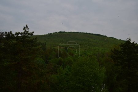 Téléchargez les photos : Vue paysage de la forêt verte et ciel bleu dans les montagnes - en image libre de droit