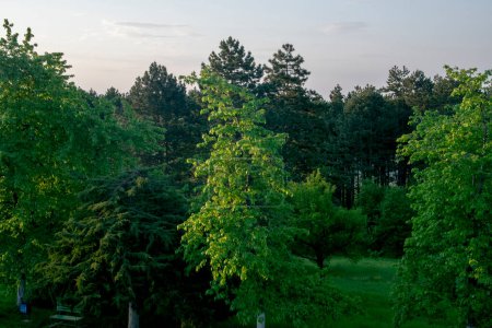 Téléchargez les photos : Vue paysage de la forêt verte et ciel bleu dans les montagnes - en image libre de droit