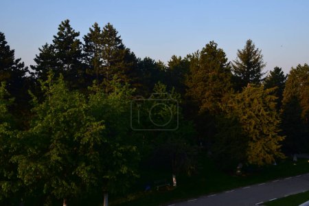 Photo for Landscape view of the green forest and blue sky in the mountains - Royalty Free Image