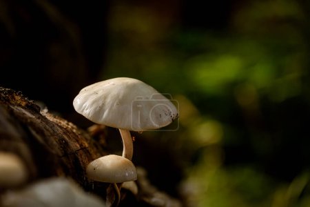 MUSHROOMS - Paisaje de la vida forestal de otoño