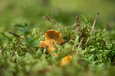 Téléchargez les photos : CHANTERELLES - Champignons savoureux poussent cachés dans la mousse - en image libre de droit
