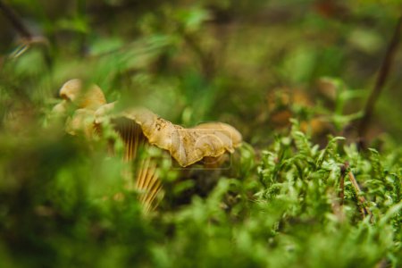 Téléchargez les photos : CHANTERELLES - Champignons savoureux poussent cachés dans la mousse - en image libre de droit