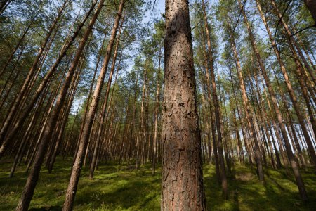 Téléchargez les photos : FORÊT - Paysage de pins à la lumière du soleil - en image libre de droit