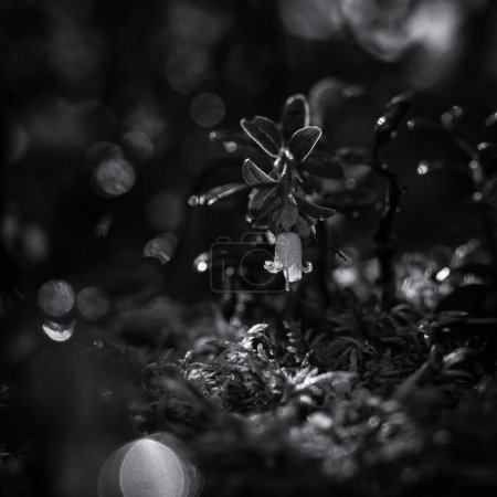 AUTUMN - Una flor de una planta forestal en las gotas brillantes del rocío de la mañana