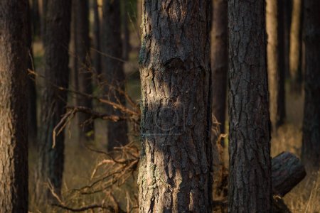 Bosque - Paisaje de pinos a la luz del sol