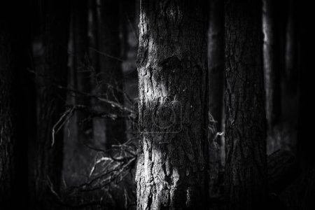 Bosque - Paisaje de pinos a la luz del sol
