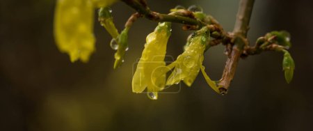 FORSYTHIA - Yellow flowers in the drops of morning rain