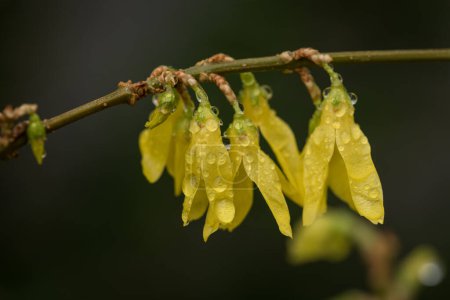 FORSYTHIA - Yellow flowers in the drops of morning rain