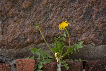 SONCHUS - Sonnenblumen auf der Steinmauer