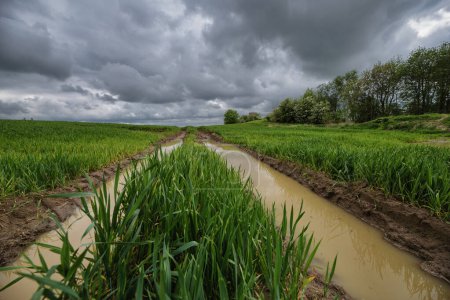 WEATHER - Rainy clouds and a flooded ruts on a green soggy field