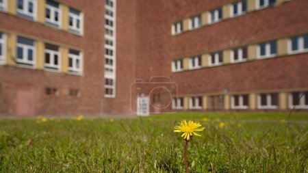 SPRING AND ARCHITECTURE - A yellow dandelion flower against the background of a brick building in a modernist style