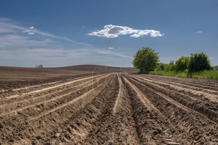 Téléchargez les photos : AGRICULTURE - Champ avec crêtes de pommes de terre plantées - en image libre de droit