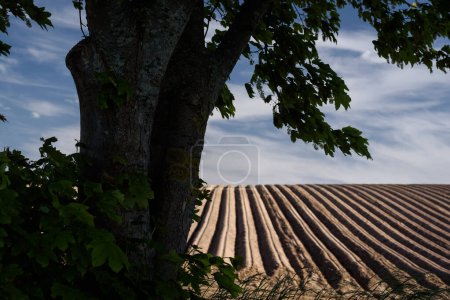 Téléchargez les photos : AGRICULTURE Arbre et champ avec des crêtes de pommes de terre plantées en arrière-plan - en image libre de droit