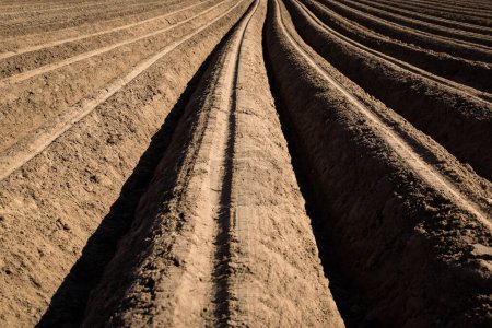 Téléchargez les photos : AGRICULTURE - Champ avec crêtes de pommes de terre plantées - en image libre de droit