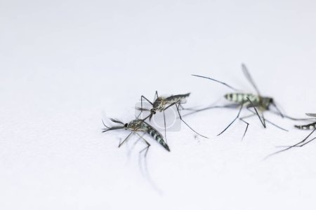 Téléchargez les photos : Anophèle moustique et larve de moustique dans l'ordre des diptères, Anophèle sp. (Larve de moustique) dans l'eau pour l'éducation. - en image libre de droit