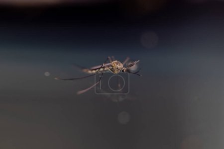 Téléchargez les photos : Anophèle moustique et larve de moustique dans l'ordre des diptères, Anophèle sp. (Larve de moustique) dans l'eau pour l'éducation. - en image libre de droit