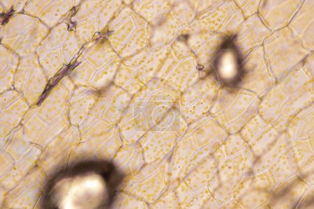 Téléchargez les photos : Structure cellulaire fleur, Vue du chromoplaste montrant dans les cellules végétales sous le microscope pour l'éducation en classe. - en image libre de droit