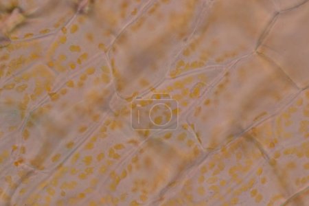 Téléchargez les photos : Structure cellulaire fleur, Vue du chromoplaste montrant dans les cellules végétales sous le microscope pour l'éducation en classe. - en image libre de droit