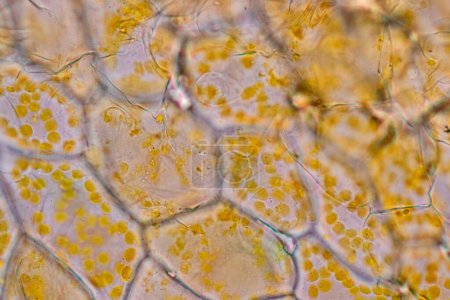 Foto de Flor de la estructura celular, vista del cromoplasto mostrando en células vegetales bajo el microscopio para la educación en el aula. - Imagen libre de derechos