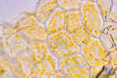Foto de Flor de la estructura celular, vista del cromoplasto mostrando en células vegetales bajo el microscopio para la educación en el aula. - Imagen libre de derechos
