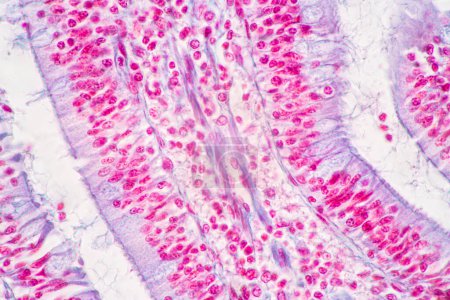 Photo for Backgrounds of Characteristics Tissue of Stomach Human, Small intestine Human, Pancreas Human and Large intestine Human under the microscope in Lab. - Royalty Free Image