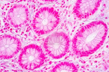 Merkmale Gewebe des Magens Mensch, Dünndarm Mensch, Bauchspeicheldrüse Mensch und Dickdarm Mensch unter dem Mikroskop im Labor.