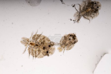 Photo for Patterns and backgrounds of Parasitic (Argulus sp. And (Clinostomum sp.), Study of Argulus sp. And Clinostomum sp. under microscope view in laboratory. - Royalty Free Image