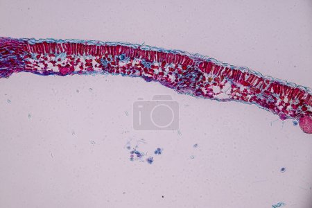 Photo for Host cells with spores (mold) are inside wood under the microscope for education. - Royalty Free Image