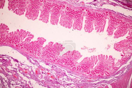 Foto de Tissue of Small intestine (Duodenum), Large intestine Human and Stomach Human under the microscope in Lab. - Imagen libre de derechos