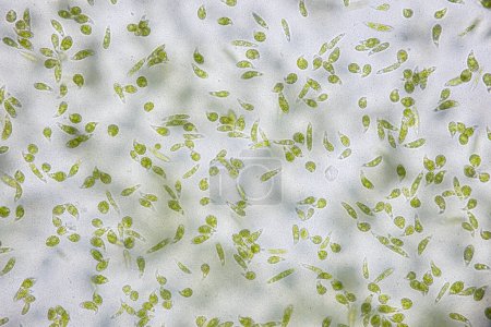 Foto de Reproductive cells of Flowering Plants under microscopic. - Imagen libre de derechos
