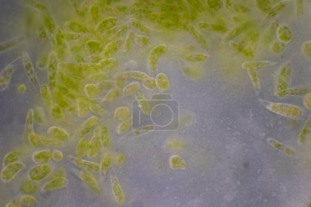 Foto de Células reproductivas de plantas con flores bajo microscopía. - Imagen libre de derechos