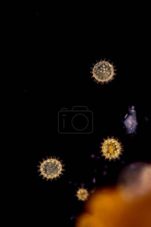 Foto de Células reproductivas de plantas con flores bajo microscopía. - Imagen libre de derechos