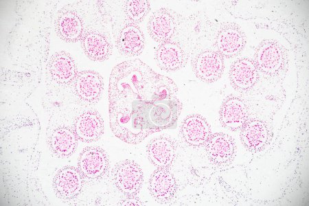 Foto de Reproductive cells of Flowering Plants under microscopic. - Imagen libre de derechos