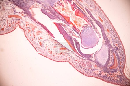 Anatomía y hueso histológico, cartílago elástico humano y articulación del feto humano bajo el microscopio para la educación.