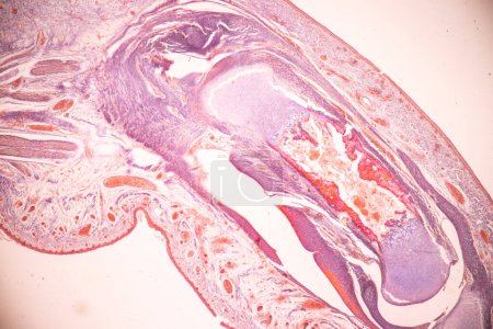 Anatomía y hueso histológico, cartílago elástico humano y articulación del feto humano bajo el microscopio para la educación.