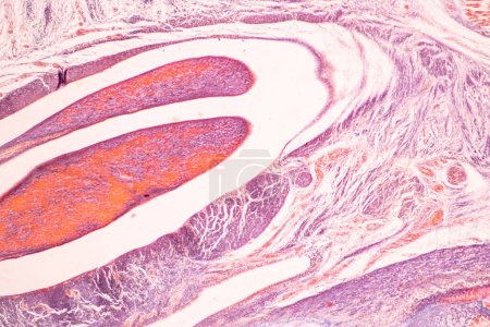 Foto de Anatomía y hueso histológico, cartílago elástico humano y articulación del feto humano bajo el microscopio para la educación. - Imagen libre de derechos