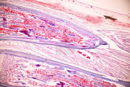Téléchargez les photos : Anatomie et os histologique, cartilage élastique humain et articulation du fœtus humain sous le microscope de l'éducation. - en image libre de droit