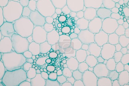 Foto de Estudio de los tejidos vegetales bajo el microscopio en el laboratorio. - Imagen libre de derechos