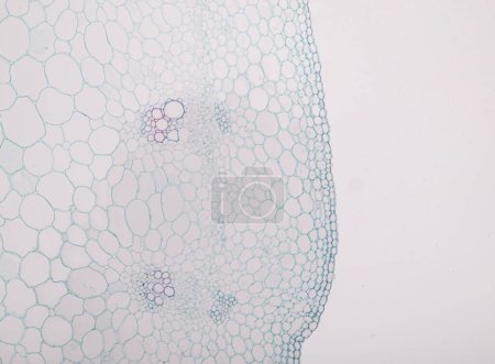 Foto de Estudio de los tejidos vegetales bajo el microscopio en el laboratorio. - Imagen libre de derechos